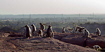 Southern plains grey langur / Hanuman langurs (Semnopithecus dussumieri) gathered on the top of a cliff . Jodhpur, Rajasthan, India. March.
