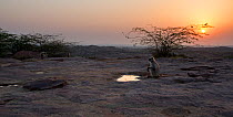 Southern plains grey langur / Hanuman langur (Semnopithecus dussumieri) female sitting next to a pool of water at sunrise. Jodhpur, Rajasthan, India. March.