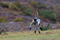 Southern plains grey langur / Hanuman langur (Semnopithecus dussumieri) female running. Jodhpur, Rajasthan, India. March.
