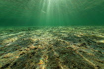 Algae on the sandy sea floor produce oxygen bubbles, Cosmoledo Island, Seychelles, Indian Ocean