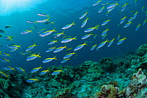 Yellow-tail fusiliers (Caesio teres) at the coral reef of Cosmoledo Island, Seychelles, Indian Ocean