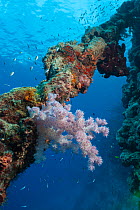 Overgrown old anchor chain with soft corals, hard corals and sponges at the drop-off of Astove reef, Astove Island, Seychelles, Indian Ocean