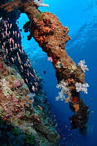 Overgrown old anchor chain with soft corals,hard corals and sponges at the drop-off of Astove reef, Astove Island, Seychelles, Indian Ocean