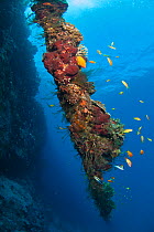Overgrown old anchor chain with hard corals, hydroid polyps and sponges at the drop-off of Astove reef, Astove Island, Seychelles, Indian Ocean