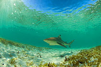 Blacktip reef shark (Carcharhinus melanopterus) in shallow lagoon, Picard Island, Aldabra, Indian Ocean