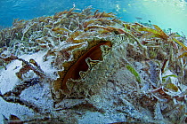 Flag pen shell (Atrina vexillum) in Passe Magnan / Magnan channel, Aldabra, Indian Ocean
