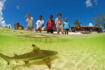 Blacktip reef shark (Carcharhinus melanopterus) near beach with people watching, Picard Island, Aldabra, Indian Ocean