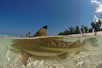 Blacktip reef sharks (Carcharhinus melanopterus) in shallow water close to the beach, Picard island, Aldabra Indian Ocean