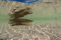 Blacktip reef shark (Carcharhinus melanopterus) close to the beach, Picard Island, Albdabra, Indian Ocean