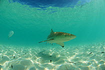 Blacktip reef shark (Carcharhinus melanopterus) and trevally (Caranx sp) in shallow water close to the beach, Picard island, Aldabra, Indian Ocean