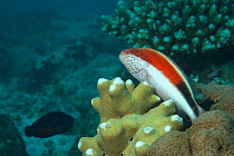 Black-sided hawkfish (Paracirrhites forsteri) above coral reef, outer reef, Aldabra, Indian Ocean
