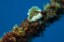 Goose barnacles (Lepas anatifera) and other organisms growing on the outer reef, Aldabra, Indian Ocean