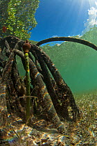 Red Mangrove seeds on roots underwater, Passe Grande Magnan / Magnan channel, Aldabra, Indian Ocean