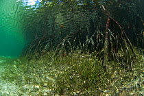 Underwater view of Red mangrove roots, Passe Grande Magnan / Magnan channel, Aldabra, Indian Ocean