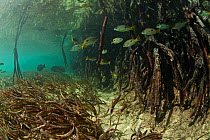 Blackspot snappers (Lutjanus fulviflamma) in the mangroves, Passe Grande Magnan / Magnan channel, Aldabra, Indian Ocean