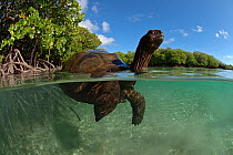 Split level view of Aldabra giant tortoise (Aldabrachelys gigantea) swimming in Passe Grande Magnan / Magnan channel, Aldabra, Indian Ocean Image taken under controlled conditions.