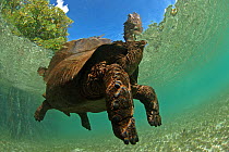 Aldabra giant tortoise (Aldabrachelys gigantea) swimming in Passe Grande Magnan / Magnan channel, Aldabra, Indian Ocean Image taken under controlled conditions.