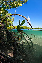 Split level view of Blackspot snappers (Lutjanus fulviflamma) in shallow mangrove lagoon, Passe Grande Magnan / Magnan channel, Aldabra, Indian Ocean