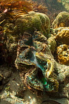 Giant clam (Tridacna gigas) in the shallow reef, Passe Femme / Femme channel, Aldabra, Indian Ocean
