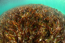 Seagrass with oxygen bubbles rising, Passe Femme / Femme channel, Aldabra, Indian Ocean