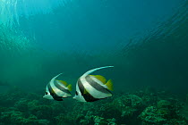 Longfin bannerfish (Heniochus acuminatus) in Passe Dubois / Dubois channel, Aldabra, Indian Ocean