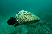 Potato grouper (Epinephelus tukala) in Passe Dubois / Dubois channel, Aldabra, Indian Ocean