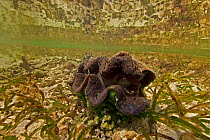 Giant clam (Tridacna gigas) on sea floor in shallow Passe Dubois lagoon, Aldabra, Indian Ocean