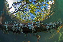 Goose barnacles (Lepas anatifera) growing on underwater root of Mangrove tree, Picard island, Aldabra, Indian Ocean