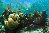 Sergeant major fish (Abudefduf vaigiensis) swimming over various coral species in the main channel, Aldabra, Indian Ocean