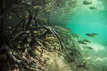 Blackspot snappers (Lutjanus fulviflamma) between the roots of mangroves, Johnny Channel, Aldabra, Indian Ocean