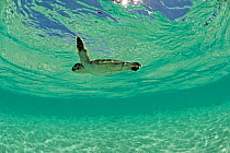 Green Turtle (Chelonia mydas) hatchling swims towards the deep part of the sea to escape from possible predators, Anse de Mais, West Grande Terre, Aldabra, Indian Ocean