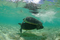 Green turtle (Chelonia mydas) pair mating in shallow water, Anse de Mais, West Grande Terre, Aldabra, Indian Ocean