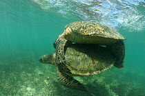 Green turtle (Chelonia mydas) pair mating in shallow water, Anse de Mais, West Grande Terre, Aldabra, Indian Ocean