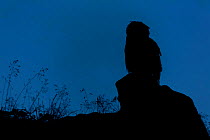 Eurasian Eagle owl (Bubo bubo) silhouetted at dawn, perched on rocky outcrop. Southern Norway. August.