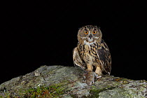 Eurasian Eagle owl (Bubo bubo) juvenile with prey, a brown rat (Rattus norvegicus), at night. Southern Norway. August.