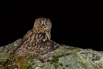Eurasian Eagle owl (Bubo bubo) juvenile perched on rocky outcrop hiding/covering prey - brown rats (Rattus norvegicus) at night. Southern Norway. August.