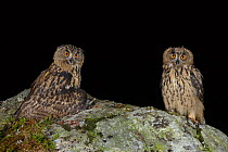 Eurasian Eagle owls (Bubo bubo) two juveniles perched on rocky outcrop, with owl on the left hiding / covering prey - brown rats (Rattus norvegicus), Southern Norway. August. Stitched panoramic.