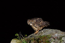 Eurasian eagle-owl (Bubo bubo) perched on rocky outcrop at night. Southern Norway. August.