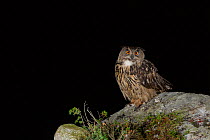 Eurasian eagle owl (Bubo bubo) perched on rocky outcrop at night. Southern Norway. August.