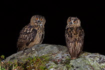 Eurasian Eagle owls (Bubo bubo) two juveniles perched on a rocky outcrop at night. Southern Norway. August.