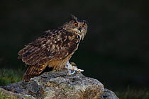 Eurasian Eagle owl (Bubo bubo) adult perched on rocky outcrop with prey at first light. Southern Norway. August.