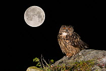 RF- Eurasian Eagle owl (Bubo bubo) adult perched on rocky outcrop with the Super Full Moon, September 28th 2015, Southern Norway. August.  Multiple exposure. (This image may be licensed either as righ...