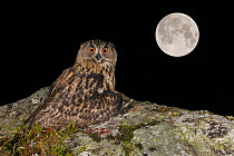 Eurasian Eagle owl (Bubo bubo) juvenile perched on rocky outcrop hiding / covering prey Brown rats (Rattus norvegicus) with the Super Full Moon from September 28th 2015, in the background. Southern No...