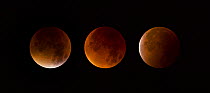 Total Lunar Eclipse of a Supermoon on September 28th 2015. Also called a Blood Moon. A digital composite of 3 images showing the moon moving through the start of the full eclipse (4.11am), maximum ecl...