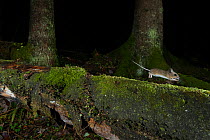 Yellow-necked mouse (Apodemus flavicollis) running along mossy log in mixed coniferous forest. Southern Norway. November. Taken with remote camera trap.