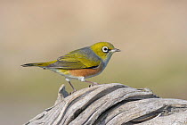 Silvereye or wax-eye (Zosterops lateralis) perched on driftwood. Birdlings Flat, Canterbury, New Zealand. August.