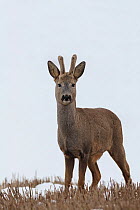 Roe deer (Capreolus capreolus) buck standing in stubble with snow in background. Southern Norway. April.