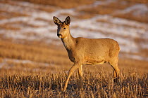 Roe deer (Capreolus capreolus) female walking across field of stubble. Southern Norway. April.