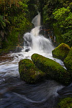 Waterfall on side creek of the Whirinaki River, Whirinaki Forest Park, Whakatane District, Bay of Plenty Region, New Zealand. November.