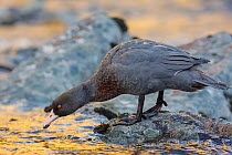 New Zealand Blue duck (Hymenolaimus malacorhynchos) perched on mid-stream boulder in late evening light. Hollyford River, Fiordland National Park, South Island, New Zealand. November. Endangered Speci...